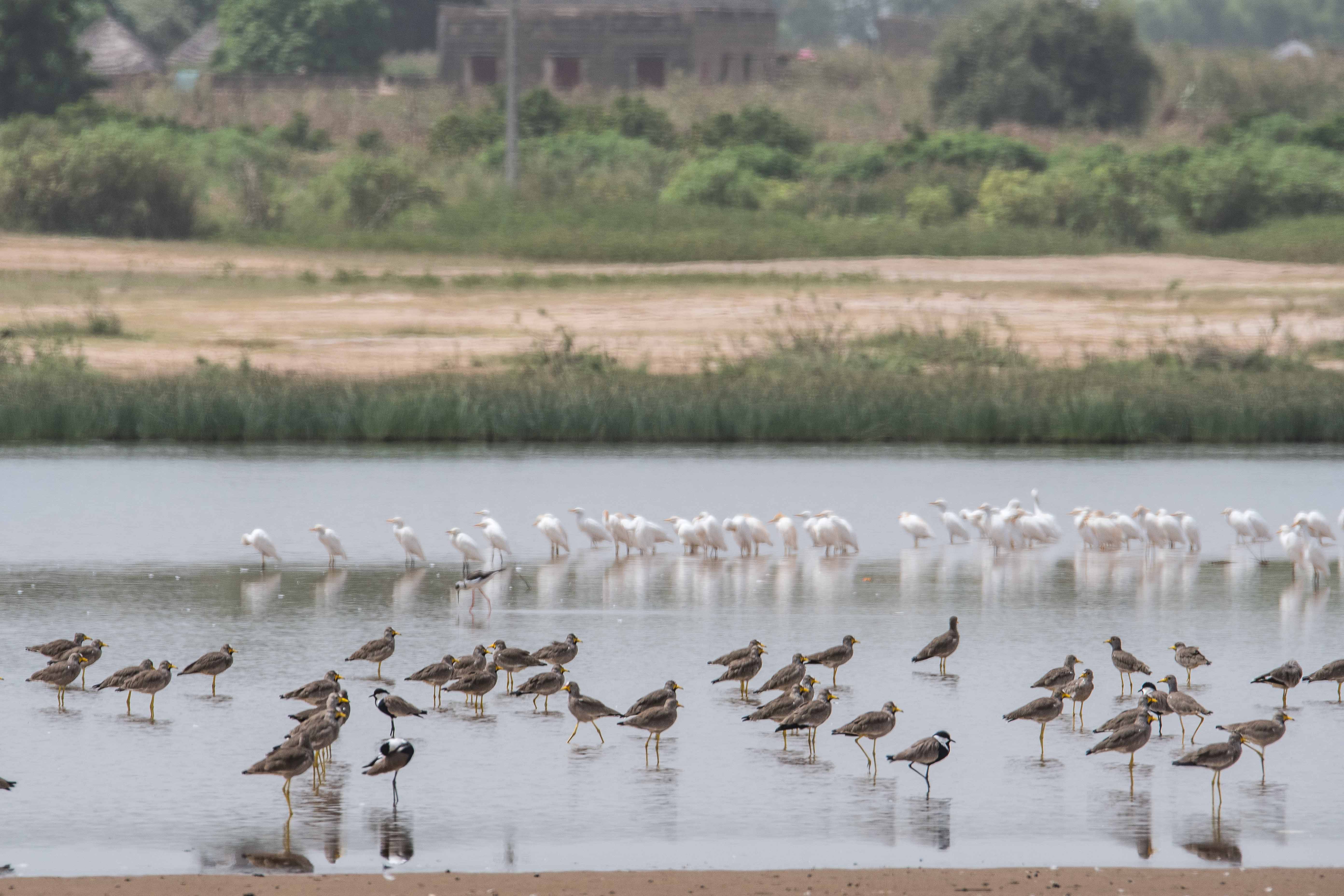 Vanneaux du Sénégal (African wattled-lapwings, Vanellus Senegallus),  Eperonnés (Spur-winged lapwings, Vanellus spinosus) et Hérons Garde-boeufs (Cattle egrets, Bubulcus ibis), Marigot de Koutal, Région de Kaolack, Sénégal.